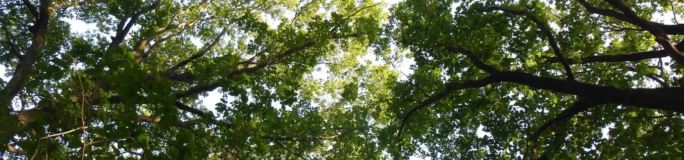 Photo de la forêt