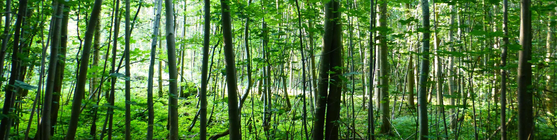 Image de présentation forêt